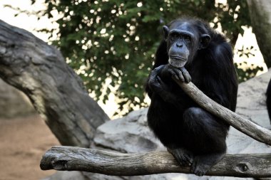 (Pan trogloditler) Genel şempanze dallara yaslanır)