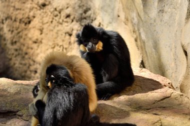 Bir çift altın yanaklı Gibbon (Nomascus gabriellae)
