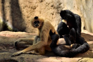 Bir çift altın yanaklı Gibbon (Nomascus gabriellae)