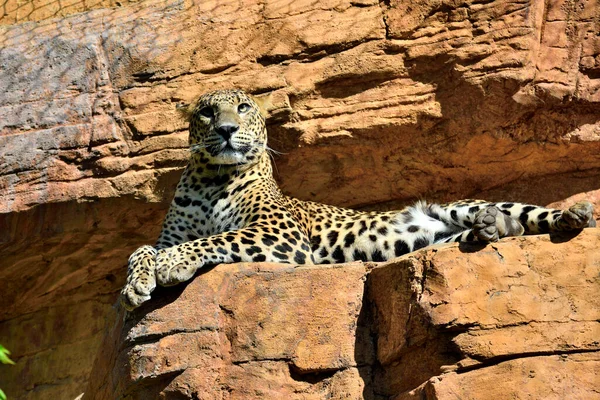 Leopar kayanın üzerinde yatıyor (Panthera pardus)