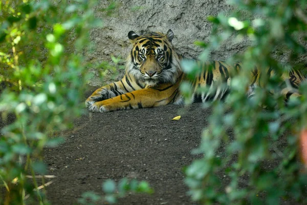 Yerde yatan Sumatra kaplanı (Panthera tigris sumatrae)