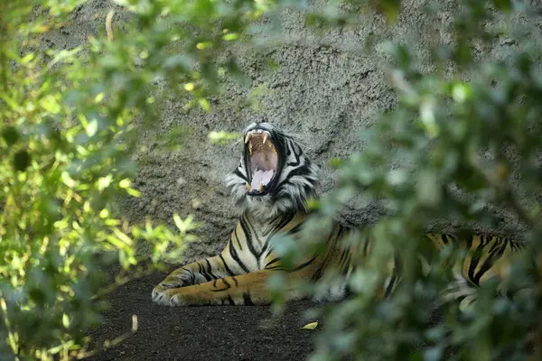 Sumatra kaplanı yerde yatıyor ve esniyor (Panthera tigris sumatrae)