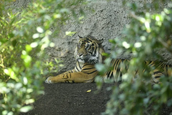 stock image Sumatran tiger lying on the ground (Panthera tigris sumatrae)