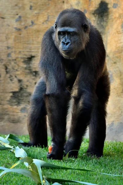 Male western lowland gorilla in dominant posture (Gorilla gorilla gorilla)