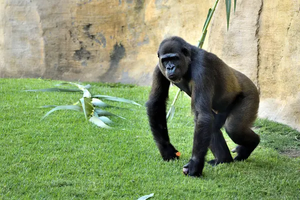 Male western lowland gorilla in dominant posture (Gorilla gorilla gorilla)