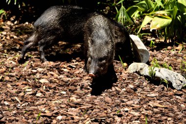 Ormanda yaban domuzu