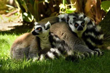 Hayvanat bahçesinde halka kuyruklu lemur (Lemur catta)