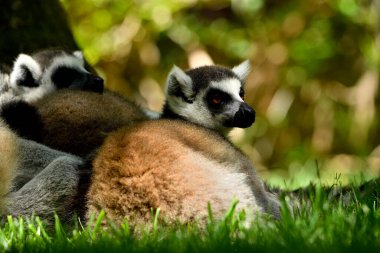 Hayvanat bahçesinde halka kuyruklu lemur (Lemur catta)