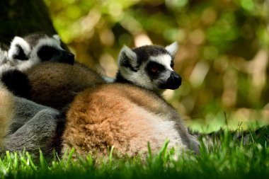 Hayvanat bahçesinde halka kuyruklu lemur (Lemur catta)