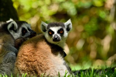 Hayvanat bahçesinde halka kuyruklu lemur (Lemur catta)