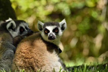 Hayvanat bahçesinde halka kuyruklu lemur (Lemur catta)