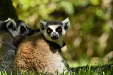 Hayvanat bahçesinde halka kuyruklu lemur (Lemur catta)