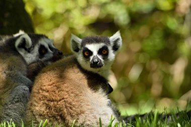 Hayvanat bahçesinde halka kuyruklu lemur (Lemur catta)
