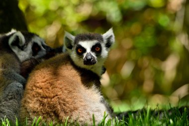 Hayvanat bahçesinde halka kuyruklu lemur (Lemur catta)