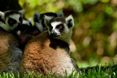 Hayvanat bahçesinde halka kuyruklu lemur (Lemur catta)