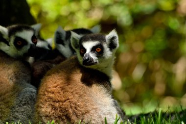 Hayvanat bahçesinde halka kuyruklu lemur (Lemur catta)