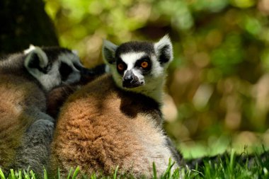 Hayvanat bahçesinde halka kuyruklu lemur (Lemur catta)