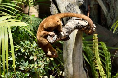 Hayvanat bahçesindeki firavun faresi