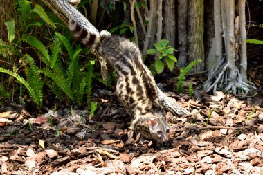 Genet, genet veya misk kedisi (Genetta genetta)