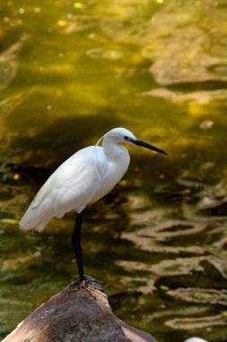 Beyaz balıkçıl veya büyük balıkçıl gölette (Ardea alba)