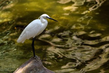 Beyaz balıkçıl veya büyük balıkçıl gölette (Ardea alba)