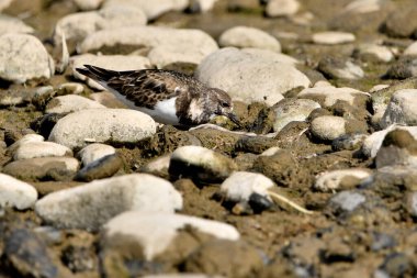 Plajdaki Yaygın Turnstone ya da Kırmızımsı Turnstone (Arenaria yorumlar))