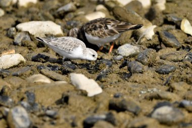 Kumsal taşları üzerinde Sandpiper (Calidris alpina)