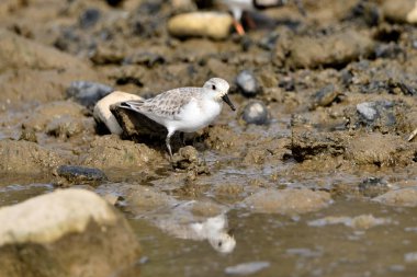 Kumsal taşları üzerinde Sandpiper (Calidris alpina)