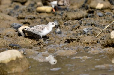 Kumsal taşları üzerinde Sandpiper (Calidris alpina)