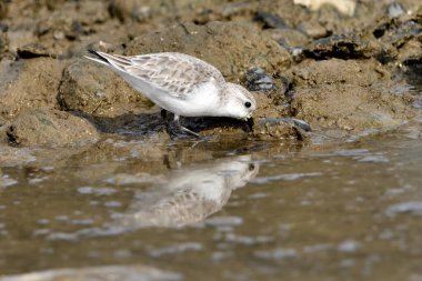 Kumsal taşları üzerinde Sandpiper (Calidris alpina)