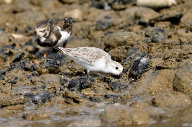 Kumsal taşları üzerinde Sandpiper (Calidris alpina)