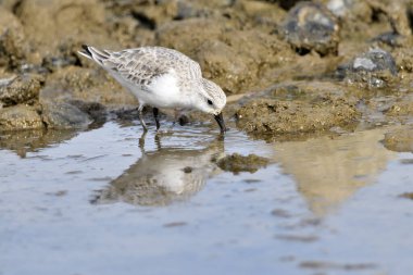 Kumsal taşları üzerinde Sandpiper (Calidris alpina)