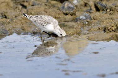 Kumsal taşları üzerinde Sandpiper (Calidris alpina)