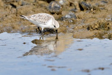 Kumsal taşları üzerinde Sandpiper (Calidris alpina)