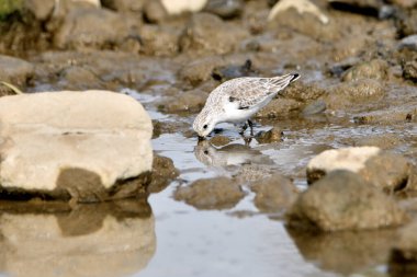 Kumsal taşları üzerinde Sandpiper (Calidris alpina)