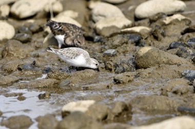 Kumsal taşları üzerinde Sandpiper (Calidris alpina)