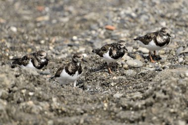 Plajdaki Yaygın Turnstone ya da Kırmızımsı Turnstone (Arenaria yorumlar))