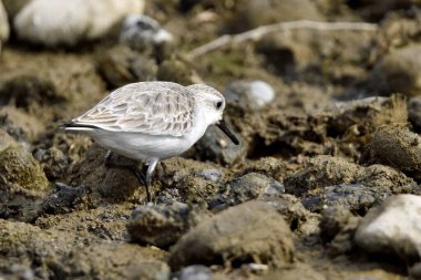 Kumsal taşları üzerinde Sandpiper (Calidris alpina)