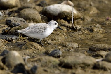 Kumsal taşları üzerinde Sandpiper (Calidris alpina)