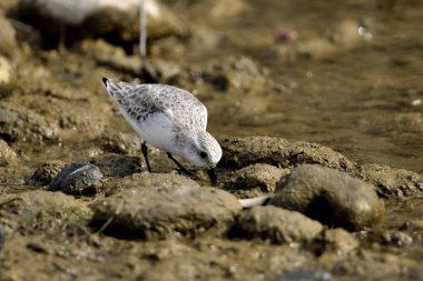 Kumsal taşları üzerinde Sandpiper (Calidris alpina)