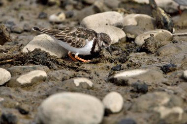 Yaygın Turnstone veya Kırmızımsı Turnstone (Arenaria yorumluyor)