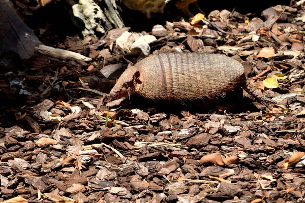 Ormandaki armadillo