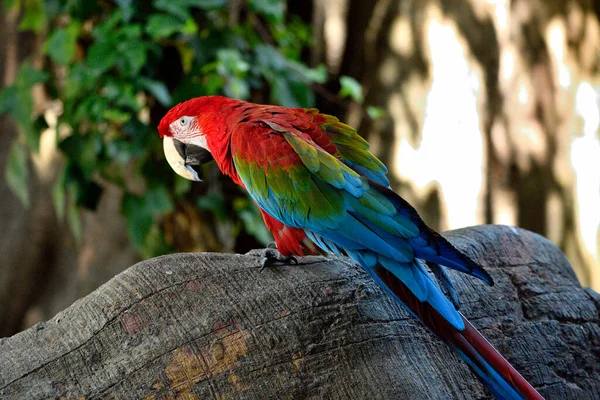 kırmızı papağan veya yeşil kanatlı papağan (Ara chloropterus)