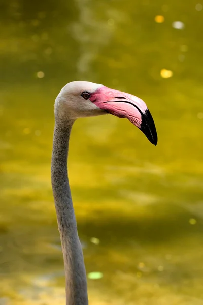 common flamingo in close-up (Phoenicopterus roseus)