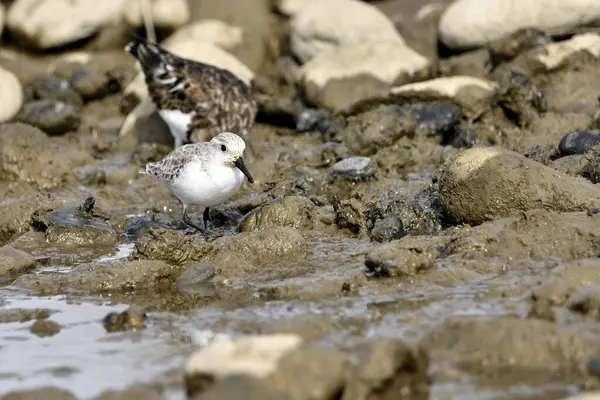 Kumsal taşları üzerinde Sandpiper (Calidris alpina)