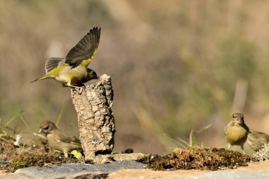 Avrupa yeşil ispinozu uçuyor (Chloris chloris)