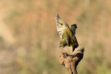 Avrupa yeşil ispinozu uçuyor (Chloris chloris)