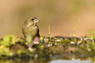 Bulanık yeşil arkaplan ile yere bakan yaygın ispinoz (Chloris chloris)