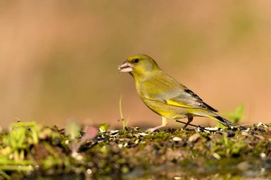 Bulanık yeşil arka planlı genel ispinoz (Chloris chloris)