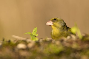 Bulanık yeşil arkaplan ile yere bakan yaygın ispinoz (Chloris chloris)